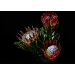 Clearance PROTEA: The Magic and the Mystery - Hardcover Book Books