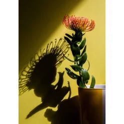 Clearance PROTEA: The Magic and the Mystery - Hardcover Book Books